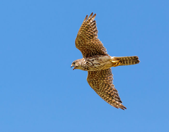 Pictures of birds in Iceland- Icelandic birds of prey - Fuglamyndir Boga